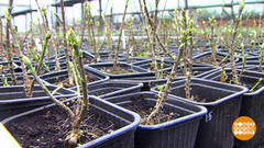 Саженцы: как выбрать и сохранить. Доброе утро. Фрагмент 