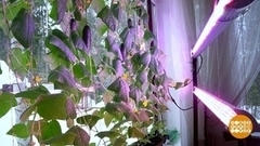 Грядка на подоконнике: чем подкормить огурцы и томаты? Доброе утро. Суббота. Фрагмент