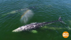 О чем поют киты? Доброе утро. Суббота. Фрагмент