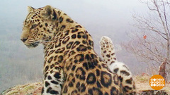 Дальневосточный леопард вернулся! Доброе утро. Фрагмент 