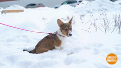 Маленькая собака учится гулять. Доброе утро. Фрагмент 