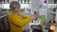 Королева фиалок. Доброе утро. Фрагмент