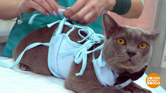 Попона для кота. Доброе утро. Фрагмент