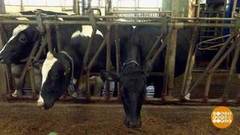 Вкусное молоко от счастливых коров. Доброе утро. Фрагмент