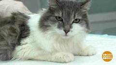 Причесываем кота. Доброе утро. Фрагмент