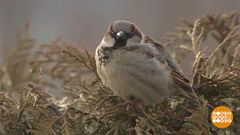 Весна идет, весне дорогу! Доброе утро. Фрагмент