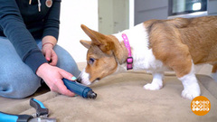 Щенячья гигиена. Доброе утро. Фрагмент 