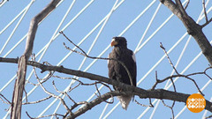 Орланы в большом городе. Доброе утро. Фрагмент