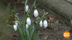 Подснежники расцветают. Доброе утро. Фрагмент