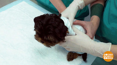 Спеленать и подстричь. Доброе утро. Фрагмент 