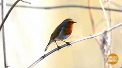 Перелетные птицы возвращаются! Доброе утро. Фрагмент