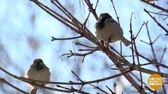 Весна — время перемен! Доброе утро. Фрагмент 