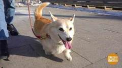 Плюша делает прививку. Доброе утро. Фрагмент