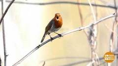 Печем «жаворонков», встречаем весну. Доброе утро. Фрагмент 