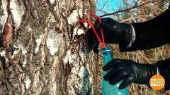 Березовый сок: главное не навредить! Доброе утро. Фрагмент 