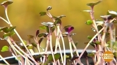 Микрозелень: красиво и полезно. Доброе утро. Суббота. Фрагмент 