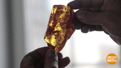 Что в янтаре. Доброе утро. Фрагмент 