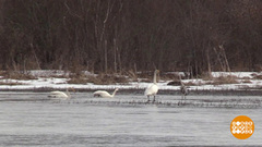 Цапли прилетели! Доброе утро. Фрагмент 