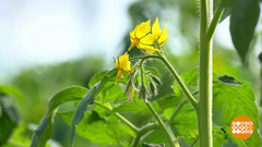 Зелени много не бывает! Доброе утро. Фрагмент 