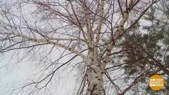 Березка, дай напиться. Доброе утро. Фрагмент