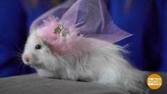 В гостях у хомячков. Доброе утро. Фрагмент