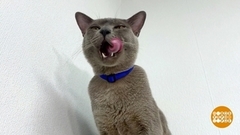 Кот: один дома. Доброе утро. Фрагмент