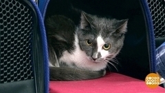 Я везу с собой кота… В переноске. Доброе утро. Фрагмент