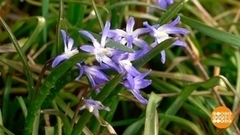 Чистяк весенний и другие первоцветы. Доброе утро. Фрагмент 