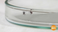 Укус клеща: можно и подстраховаться. Доброе утро. Фрагмент 