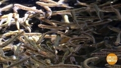 Рыбий детский сад. Доброе утро. Фрагмент 