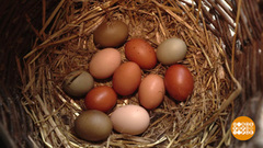 Снесла курочка яички… И все разноцветные! Доброе утро. Суббота. Фрагмент 