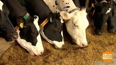Высокие технологии для коров. Доброе утро. Фрагмент