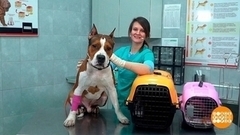 Везем питомцев на дачу. Доброе утро. Фрагмент 