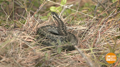 Берегись гадюки! Доброе утро. Суббота. Фрагмент 