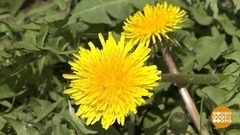 Одуванчик: солнышко на ножке. Доброе утро. Фрагмент 