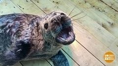 Как спасали тюленят. Доброе утро. Фрагмент 