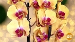 Орхидея, просыпайся! Доброе утро. Суббота. Фрагмент