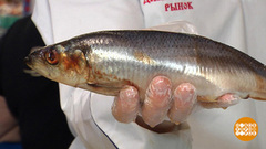 Селедка: целиком или кусочками? Доброе утро. Фрагмент 