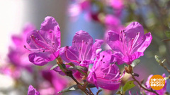 Маральник цветет. Доброе утро. Фрагмент 