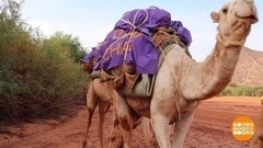 Верблюды выручают! Доброе утро. Фрагмент 