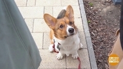 Щенок на прогулке: воспитываем. Доброе утро. Фрагмент