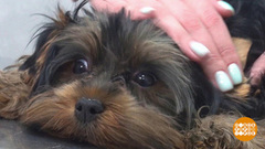 Как отмыть собаку от краски. Доброе утро. Фрагмент 