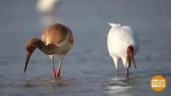 Только у нас: стерх, выхухоль и не только. Доброе утро. Суббота. Фрагмент