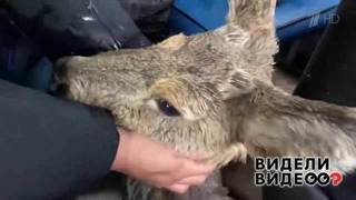 Спасение косули в Якутии. Видели видео? Фрагмент