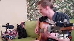 Музыкальный кот Брюс. Видели видео? Фрагмент 