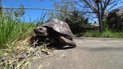 Черепашья няня. Доброе утро. Фрагмент 