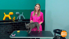 Экспресс-линька для короткошерстной собаки. Доброе утро. Фрагмент