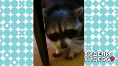 Енот-художник. Видели видео? Фрагмент