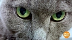 Экспресс-линька для кота. Доброе утро. Фрагмент