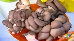 Еда против фотостарения. Вешенки. Жить здорово! Фрагмент